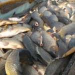 Аутсорсинг в производстве и приготовлении рыбы